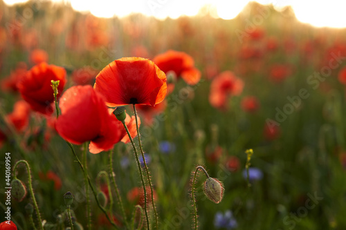 Poppy field, red flowers, blossoms, sunset