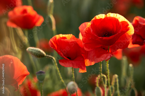Poppy field, red flowers, blossoms, sunset