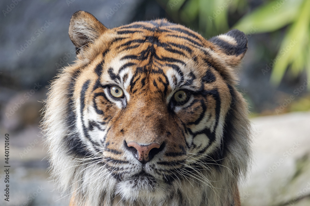 Obraz premium Critically endangered Sumatran Tiger in an Australian Zoo