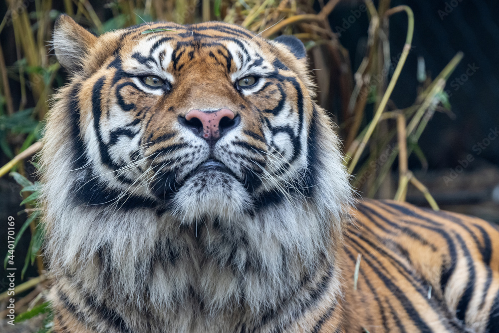 Critically endangered Sumatran Tiger in an Australian Zoo Critically endangered Sumatran Tiger in an Australian Zoo