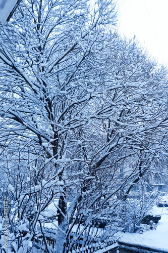 Snow covered tree branches. City winter landscape. © Galina Atroshchenko