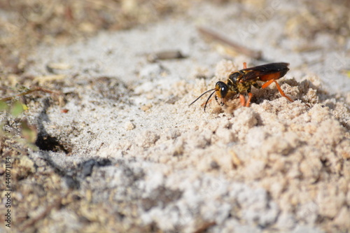 Great Golden Digger Wasp Working on Digging Nest in Sand © Alan