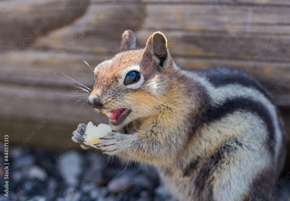 Fototapeta premium squirrel eating nut