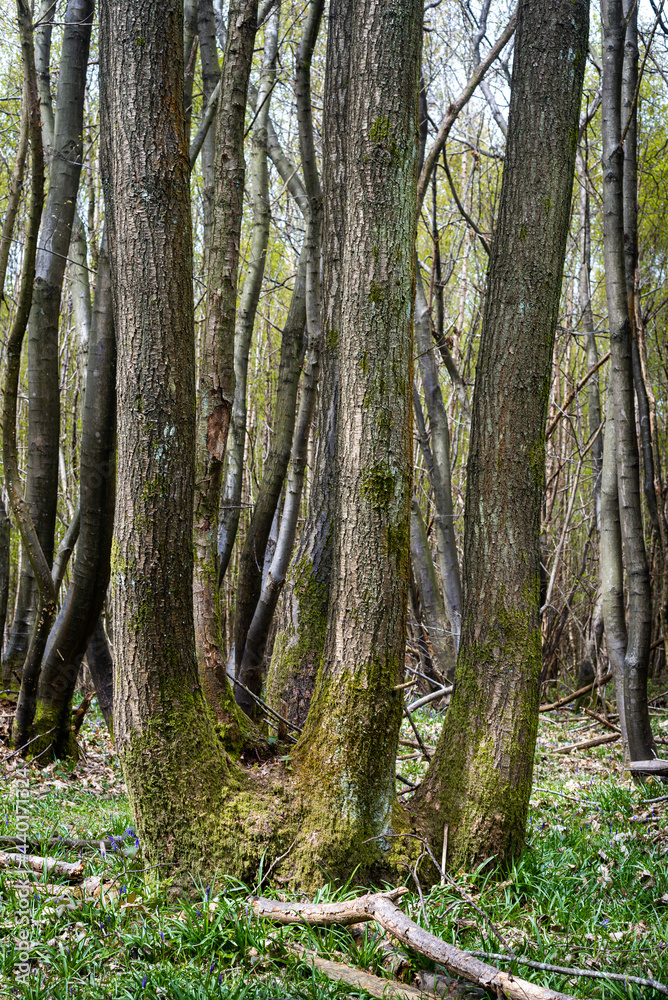 Tall coppiced trees in a woodland in Kent, England, UK. Tall coppiced trees in a woodland in Kent, England, UK.
