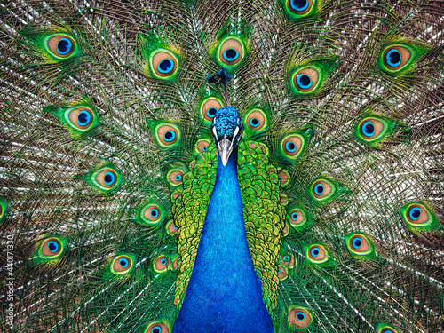 Foto Front view of blue peacock with colorful open feathers