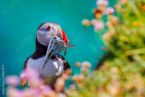 Puffin (Fratercula arctica) with beek full of eels on its way to nesting burrow in breeding colony in Iceland 