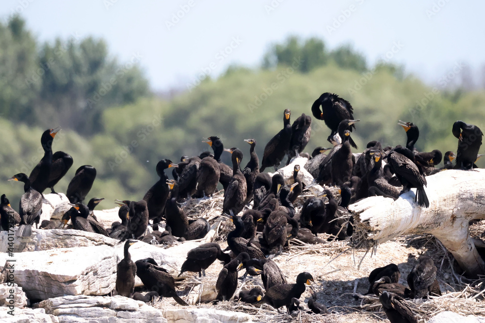 Cormorant Rookery in bright sunny day in the middle of the lake on small rocky island
Cormorant Rookery in bright sunny day in the middle of the lake on small rocky island
