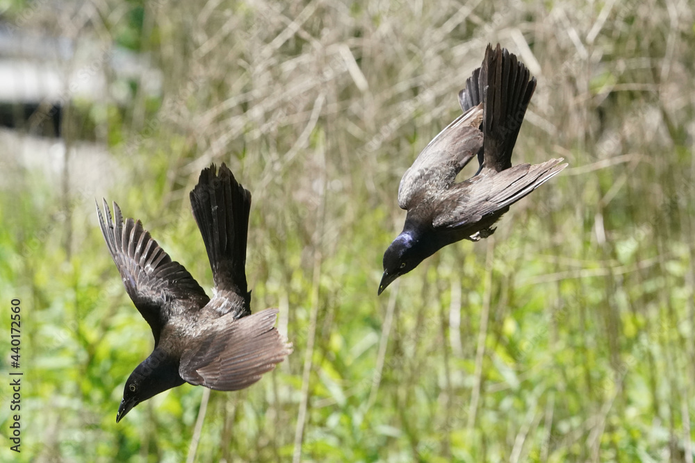 Grackles flying off feeder in bright sun Grackles flying off feeder in bright sun