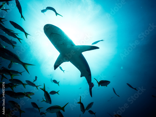 Surrounded by sharks © BetoBormann