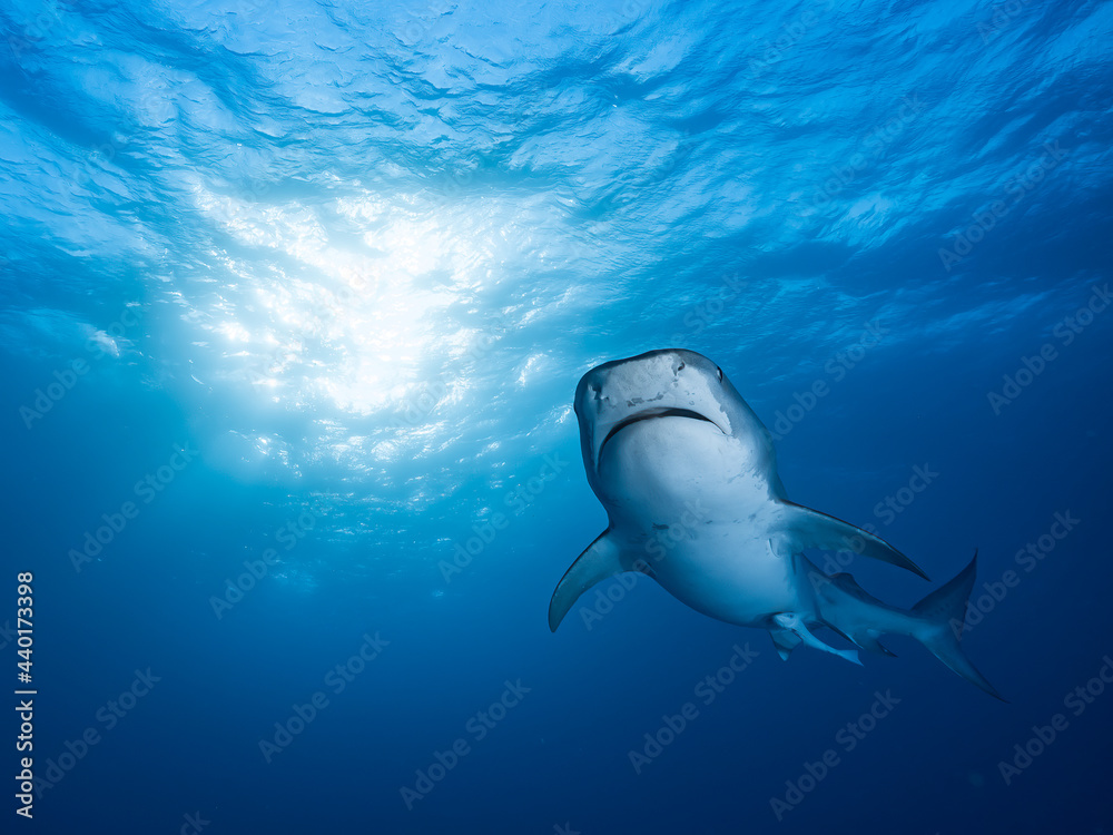Obraz premium Face to face with a great tiger shark