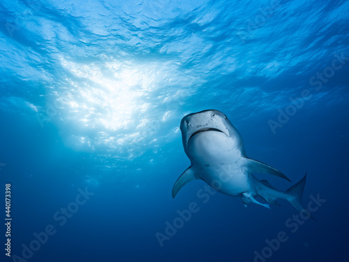 Face to face with a great tiger shark