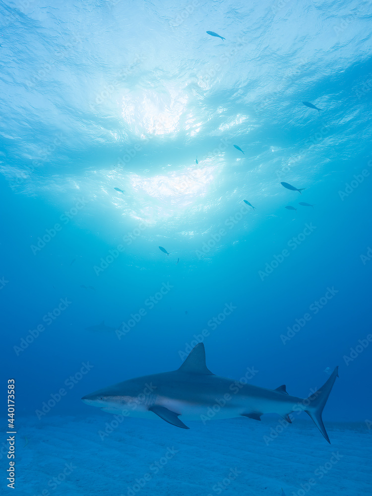 Obraz premium Surrounded by sharks