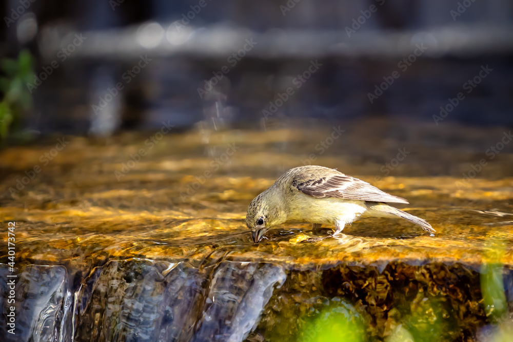 Fototapeta premium A lesser goldfinch drinks from a babbling brook