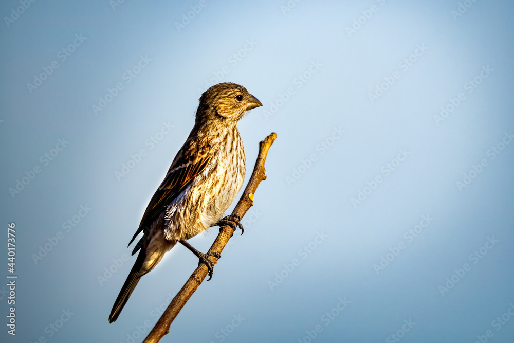 Adult female House Finch perched on a branch Adult female House Finch perched on a branch