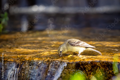 A lesser goldfinch drinks from a babbling brook