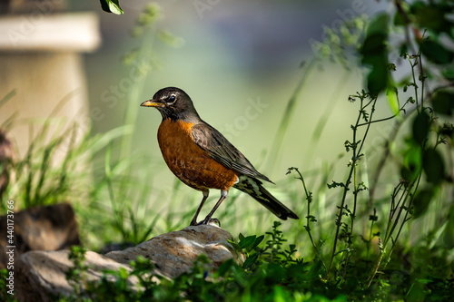 Portrait of an American Robin on a rock