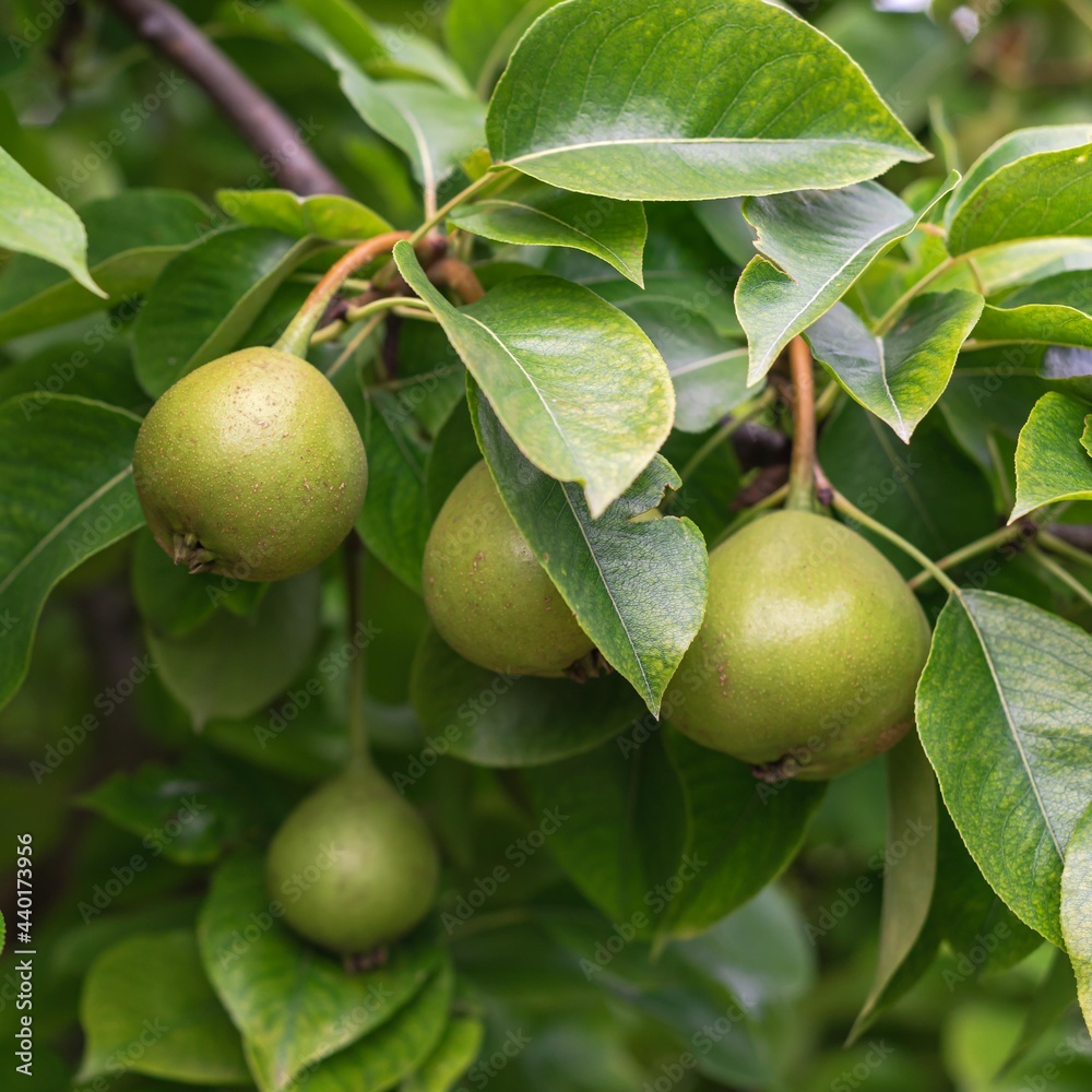 Cluster of pear fruits hanging on tree branch at organic homestead farm near Dallas, Texas, USA Cluster of pear fruits hanging on tree branch at organic homestead farm near Dallas, Texas, USA