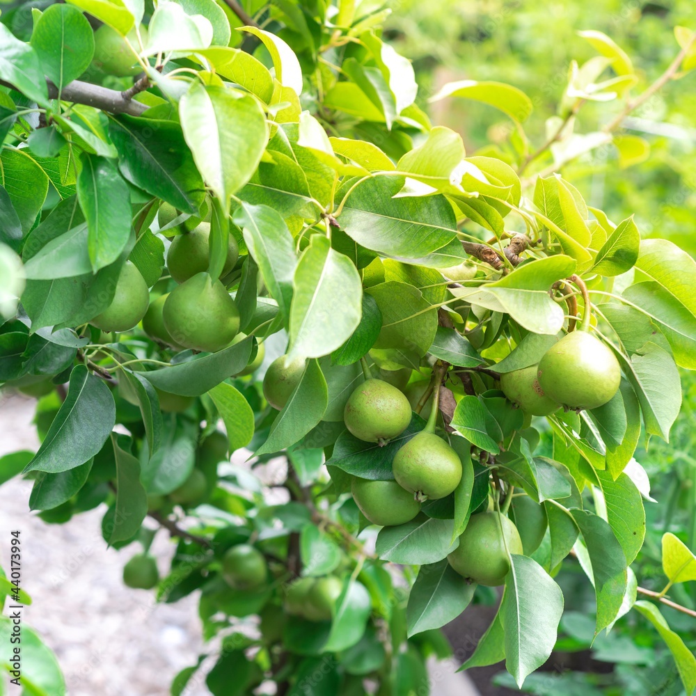 Look up view load of pear fruit on tree branch at homestead farm orchard near Dallas, Texas, USA