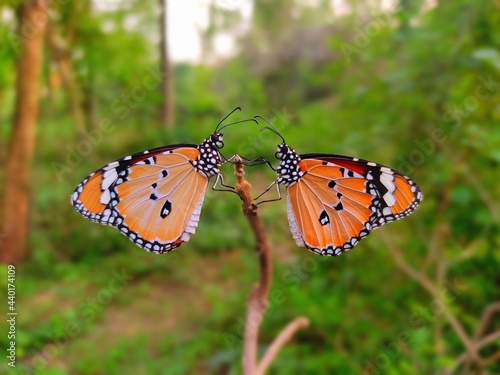 Two Butterfly sitting on branch. Plain tiger, African queen, African monarch, Common tiger butterfly, Danaus genutia. butterfly on a branch photo