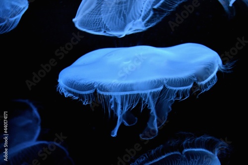 Blue jellyfish (Cyanea lamarckii) 