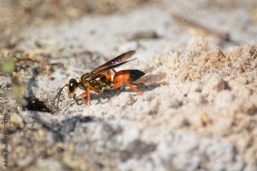 Great Golden Digger Wasp Working on Digging Nest in Sand