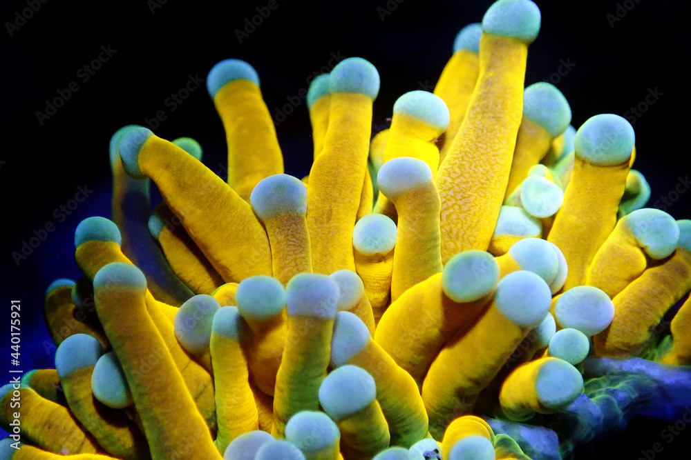 Isolated Rare 24k Golden Torch LPS coral - Euphyllia Glabrescens Stock-foto | Adobe
