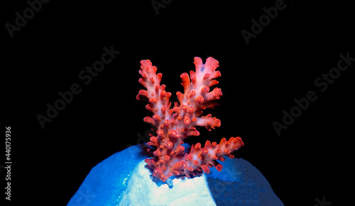 Acropora tenuis colorful sps coral is famous in stock exchange worldwide photo