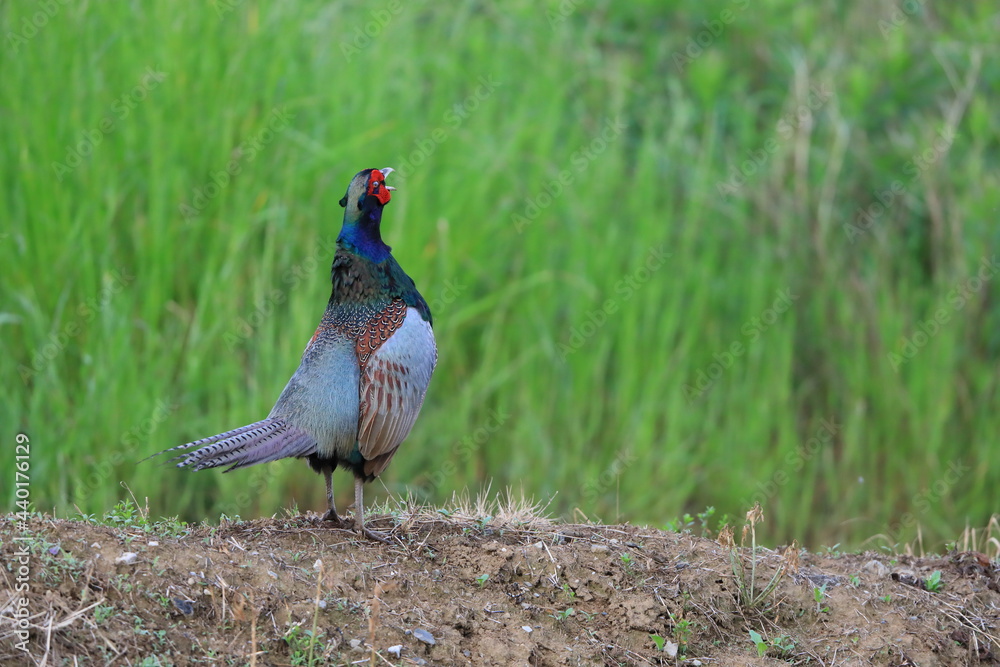 Japanese Green Pheasant (Phasianus versicolor) male in Japan Japanese Green Pheasant (Phasianus versicolor) male in Japan