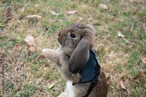 rabbit
