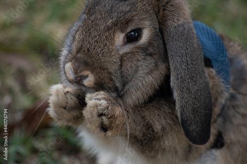 rabbit 