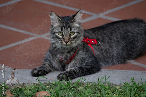 cat on the grass