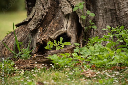 tree with roots