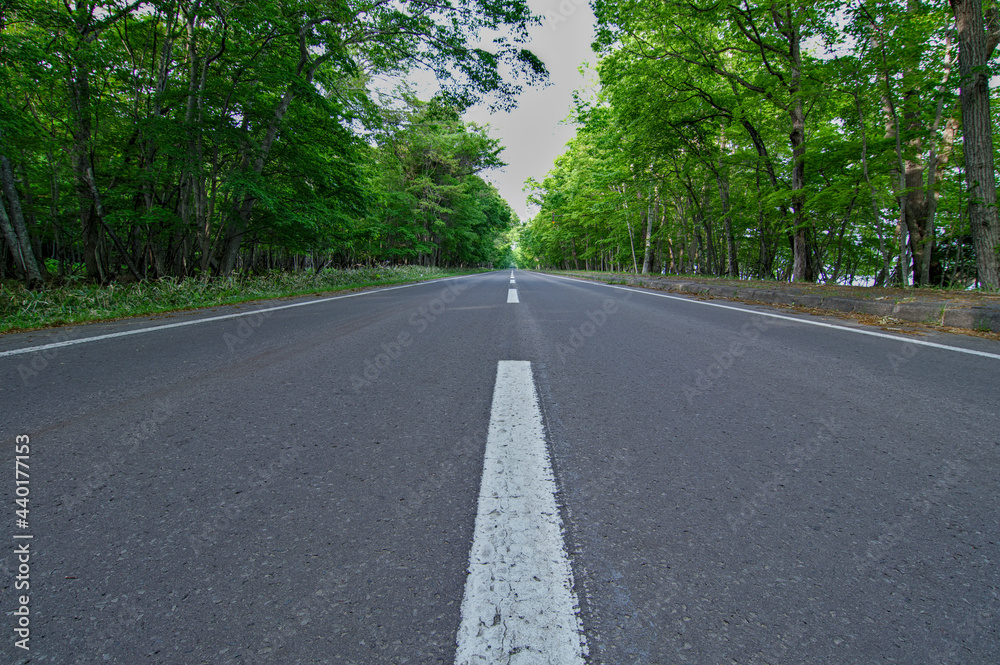 Fototapeta premium 緑の木々の間の真っ直ぐなアスファルトの道。