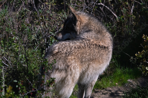 Grey Wolf Stopping To Look Back Over Its Shoulder