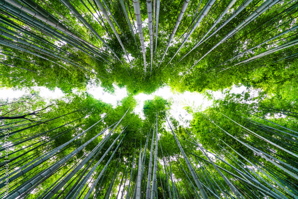 Arashiyama bamboo forest in Kyoto Japan Arashiyama bamboo forest in Kyoto Japan