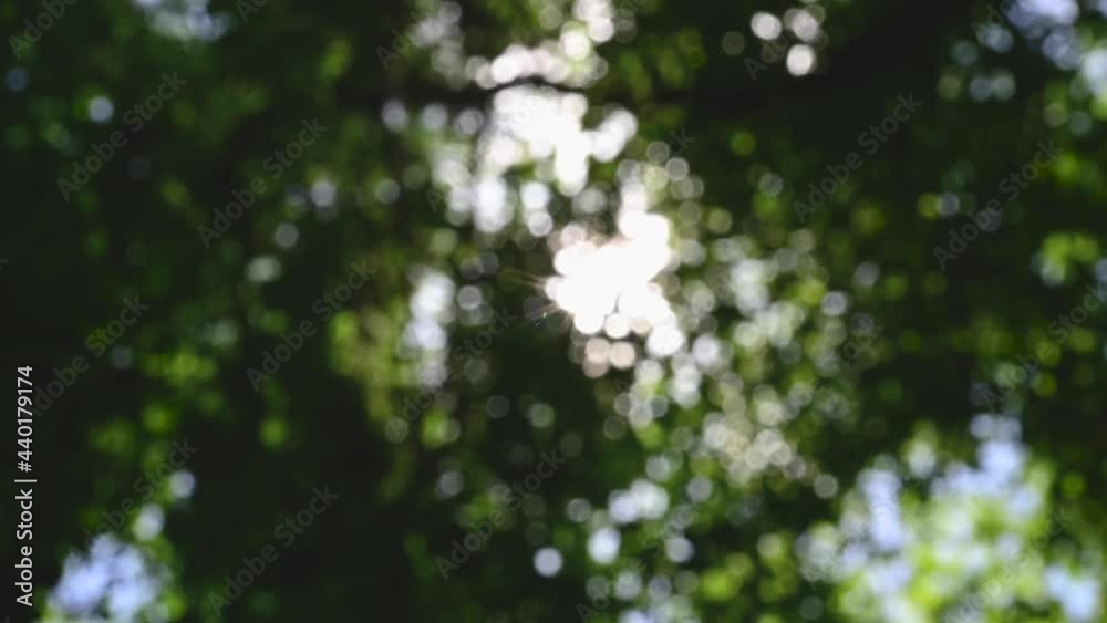 Beautiful green bokeh vibrant background. Defocused leaves trees and soft sunset sunlight transparenting through branches