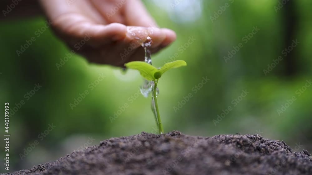 hand watering young plant in garden. eco earth day concept hand watering young plant in garden. eco earth day concept