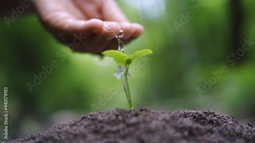 hand watering young plant in garden. eco earth day concept