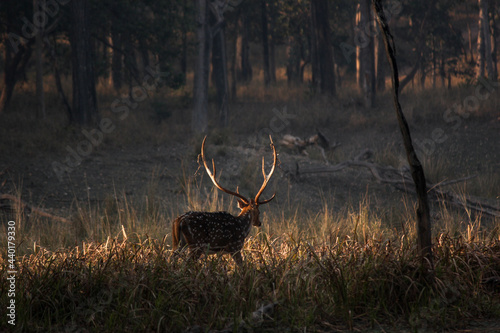 Fotografija Spotted deer (Axix Axis) in the Pench National Park in Madhya Pradesh, India