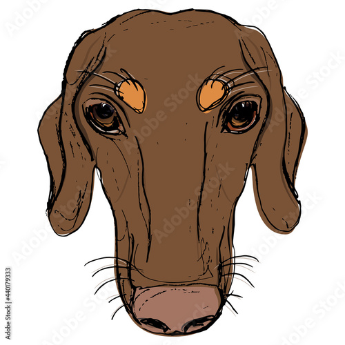 Head of a duchshund breed dog. Canine pet portrait. Hand drawn colorful rough sketch. photo