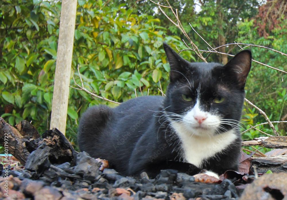 Black cat sitting in the garden