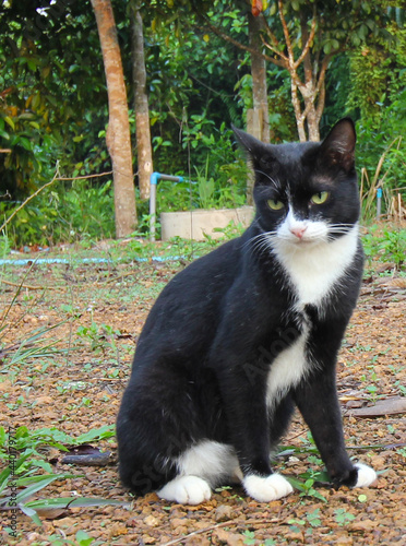 Black cat sitting in the garden