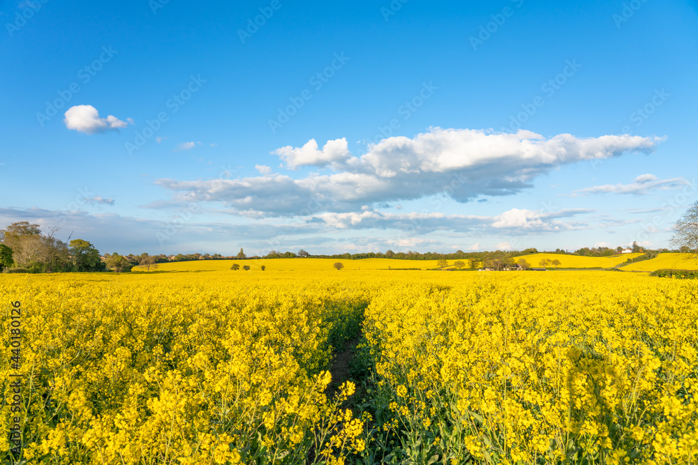 Blooming Rapeseed field on sunny day. UK landscape in spring season