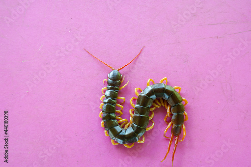 A centipede on a large green leaf It is a poisonous animal and has a lot of legs. It's on pink background. photo