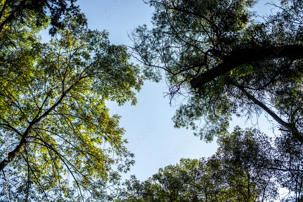 Fototapeta premium Cielo en el Parque México