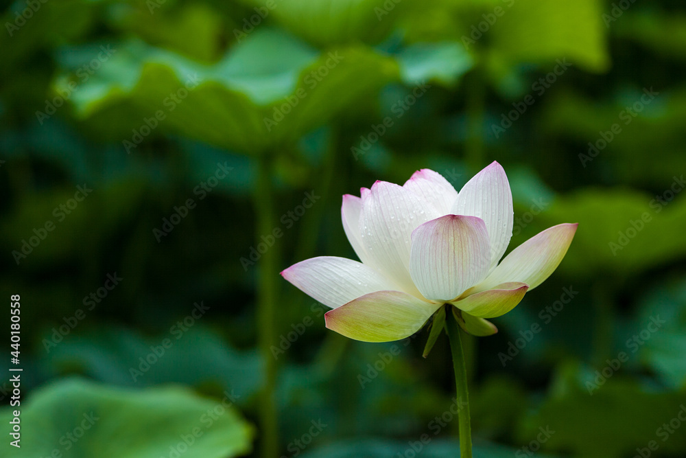 Obraz premium 蓮の花