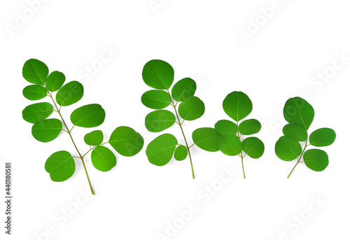 branch of green moringa leaves,tropical herbs isolated on white background