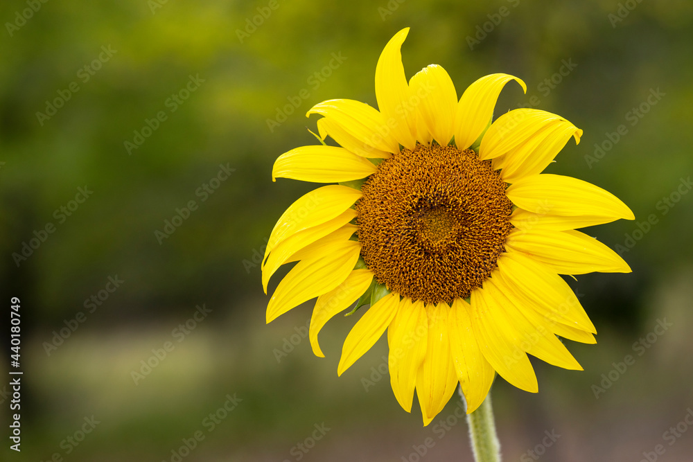 One beautiful sun flower growing in a green field with happy yellow petals One beautiful sun flower growing in a green field with happy yellow petals