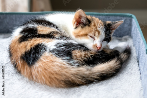 Curled up kitten sleeping on her bed in the sun
