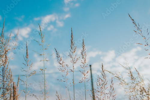 Creeping bentgrass (Agrostis stolonifera) against the beautiful sky photo